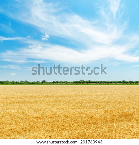 golden field with harvest under clouds in blue sky