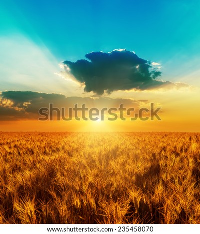 good sunset with dramatic sky over golden color field with harvest