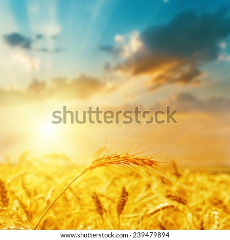 harvest field and sunset. soft focus on bottom