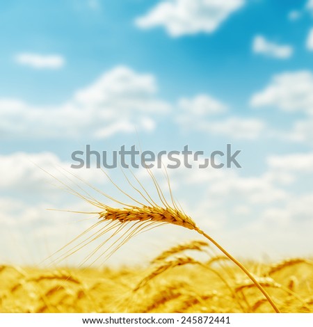 golden harvest close up on field. soft focus