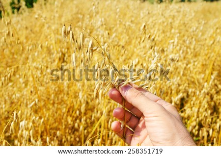 gold harvest in hand over field