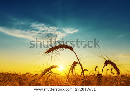 golden harvest under blue cloudy sky on sunset. soft focus