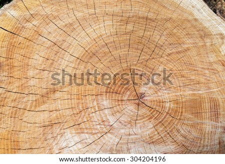 top view of tree stump with section of the trunk with annual rings