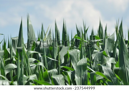Field corn. Leaves of corn on a background of the sky. The growth of the crop. The maturation of the crop.