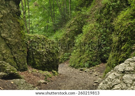 Hiking trail in the mountains. Path among the rocks in the beech forest. Tourism and recreation.