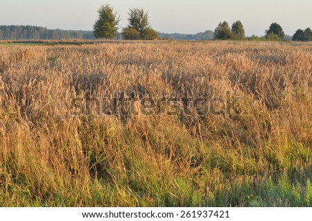 Grain in the fields. Ripening ears. Harvest and grain into flour. Farms and agriculture.