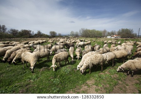 Herd of many sheep in green countryside under blue sky.