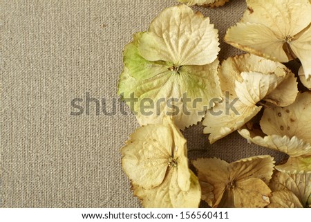 All fall down, dried leaves on the table