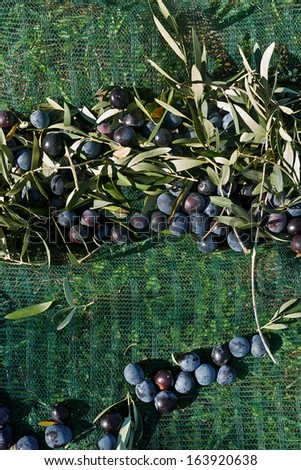 olives, just harvested from the tree, on the green nets