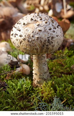 forest mushroom over moss