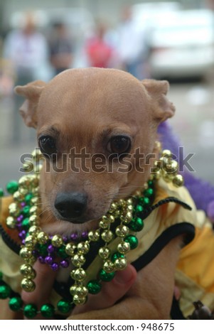 Dog with beads at Mardi Gras Parade, New Orleans