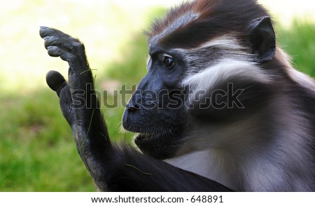 Mangabey monkey, seemingly holding hand as if to say \