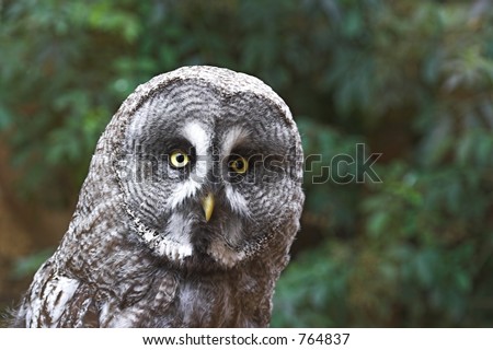 Great Grey Owl 2. Who is looking at who?