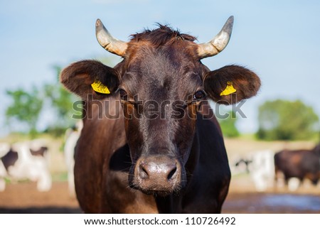 Cow en face