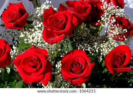Bunch of red roses with white baby breath