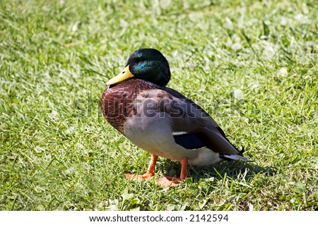Mallard Wood Duck