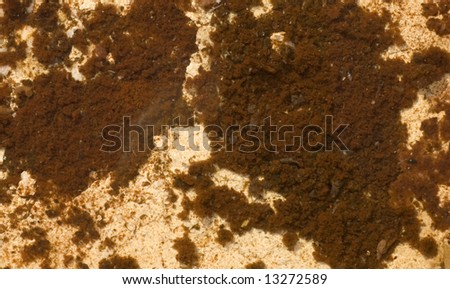 Brown algae growing can be used as background