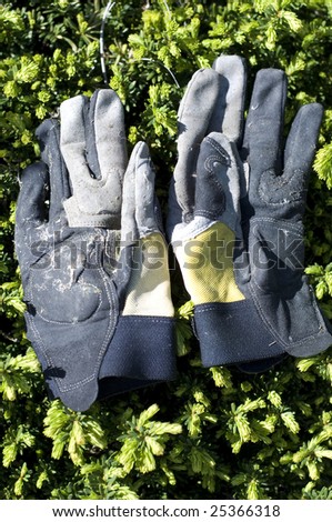 Worn garden gloves laying on green shrubs