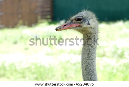 Side view of ostrich head with orange beak and down feathers