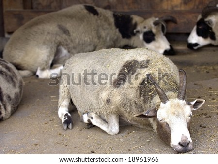 stock photo   aoudad sheep