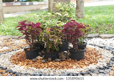 Small garden decorated with pebble and small plant