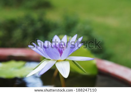 light purple lotus in pond on blur green background