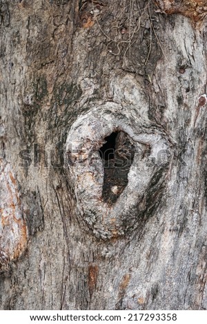 tree bark texture with hole