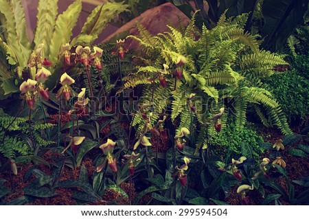 group of lady\'s slipper orchid flower in  vintage style