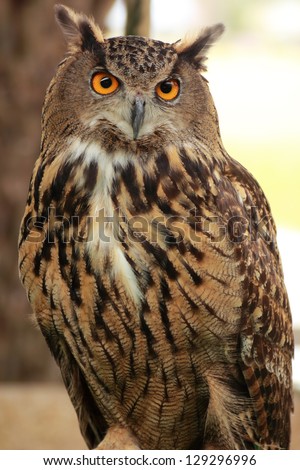 Eagle Owl/An Eagle Owl