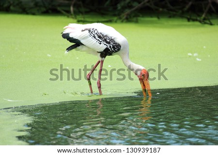 Painted Stork/Painted Stork walk in the water among green duckweed.