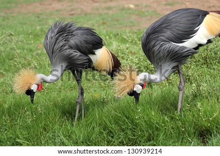 Crowned Crane/Two Crowned Cranes in nature.