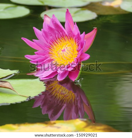 A blooming lotus (water lily) with early morning dew drops