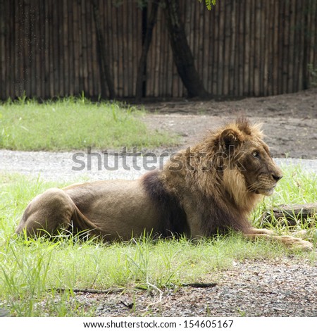 male lion takes a nap