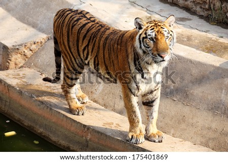 Bengal Tiger standing near in the lake