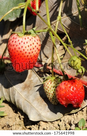 A strawberry tree an evergreen with mature fruits