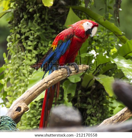 Parrots: scarlet macaw on the tree