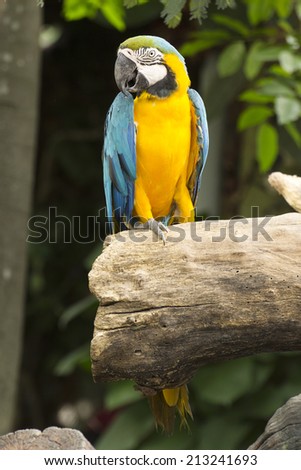 Closed Up yellow and blue Macaw on the tree