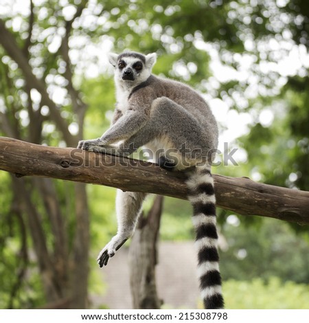 Ring-tailed lemur sitting on the tree on the tree