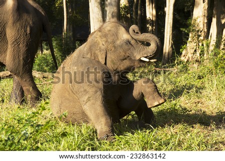 elephant sitting with trunk raised in open zoo of Thailand