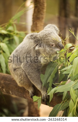 koala eating eucalyptus leaves on the tree