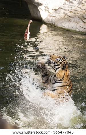 Tiger jumping from the pond for feeding