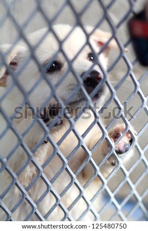 Lonely puppy staring out from cage