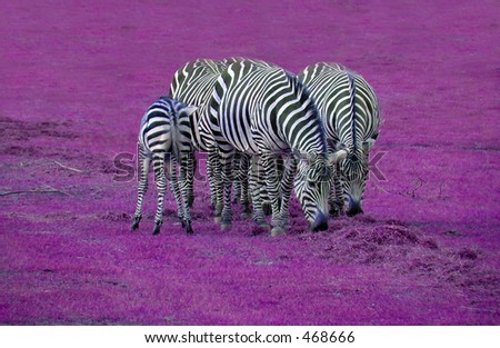 The background colour is what makes these zebras memorable. Stripes never looked so beautiful.  Dare to be different!