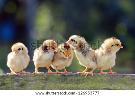 Group of new born chicks