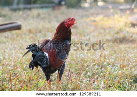 Fighter Rooster in nature background