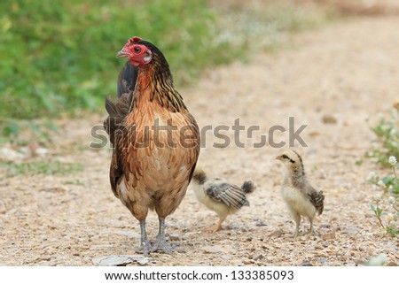 Hen and Chicks on nature background
