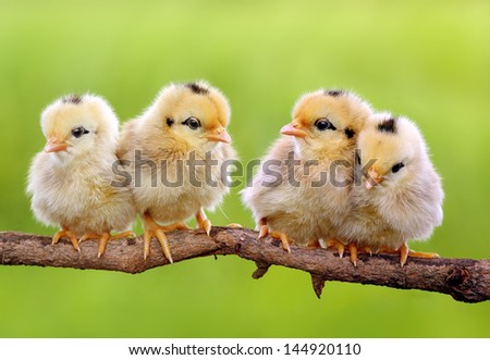 Group of New Born Chicks on Nature Background