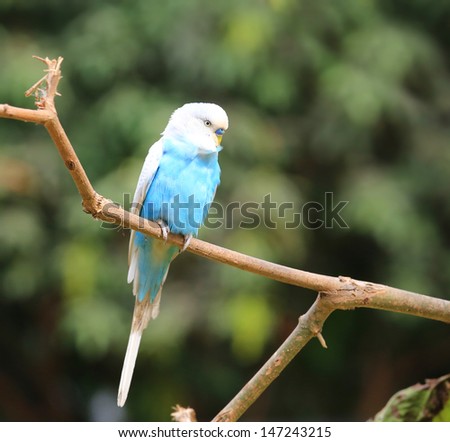 Beautiful Colors Parrot Birds