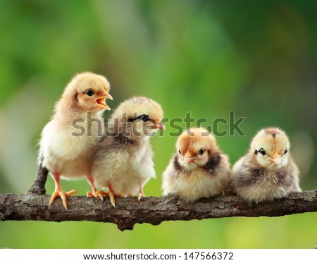 group of new born chickens on nature background