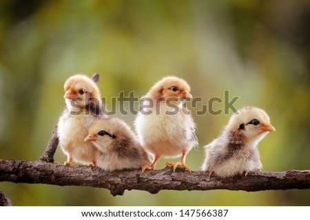 group of new born chickens on nature background